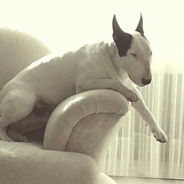 BULL TERRIER