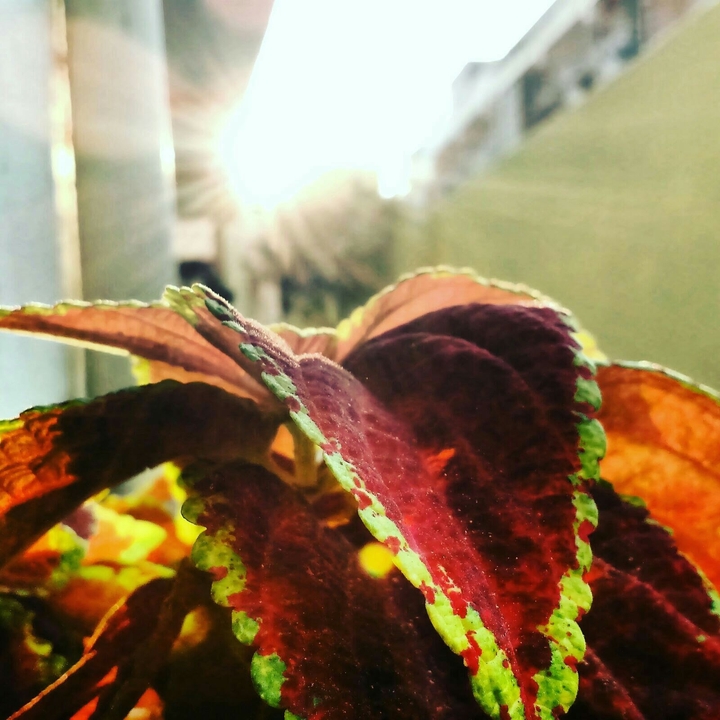 plants