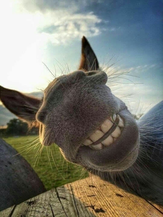 лось