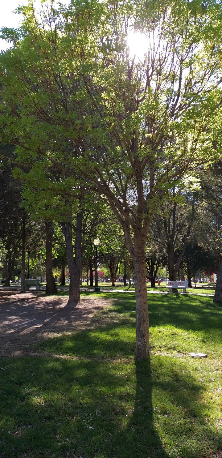 parque en verano