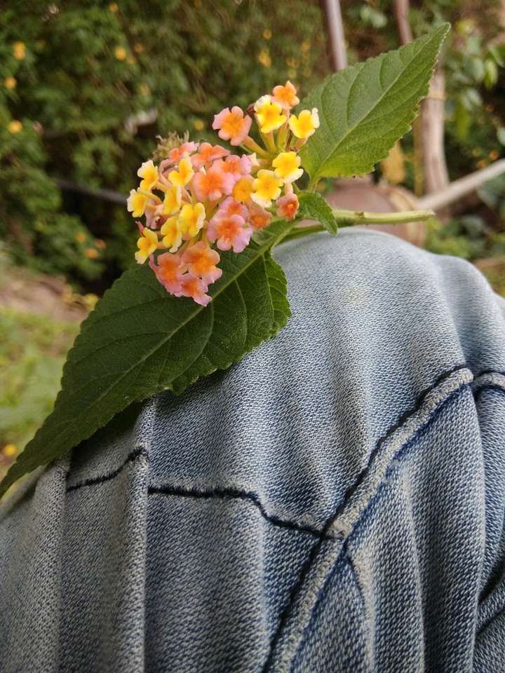 Flower