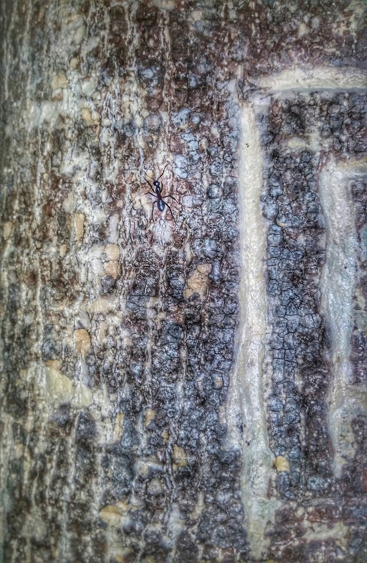 wet tree