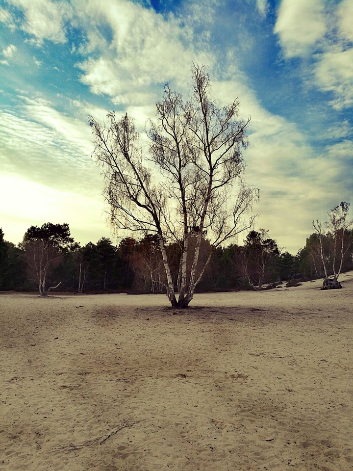 Fontainebleau