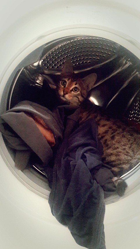 Wonder in the washing machine
