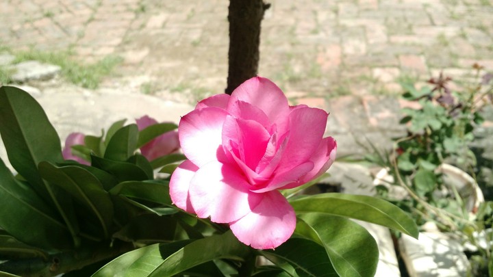 Desert Rose