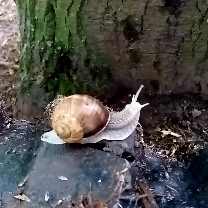 Snail