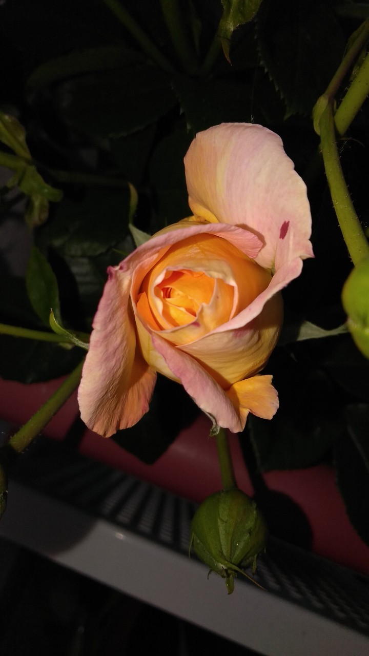 Erweckung der Rosenblüte