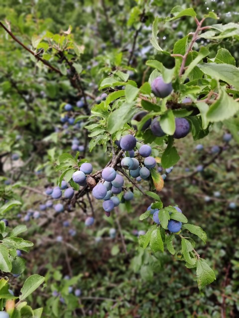 ταπετσαρίες blackthorn, bilberry