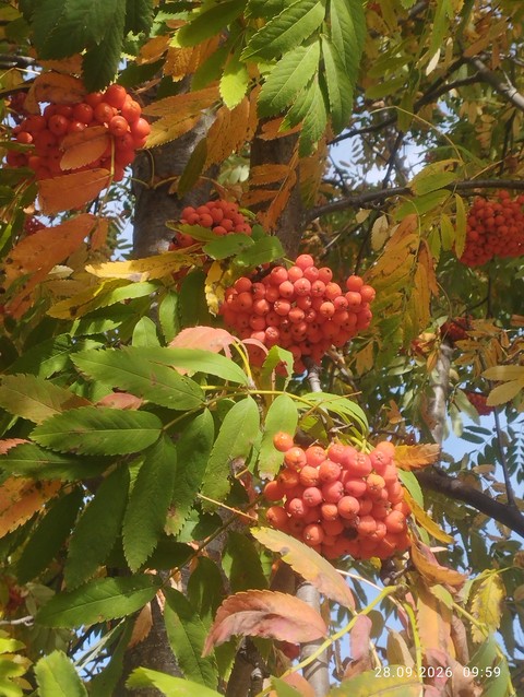 red, mountain-ash wallpapers