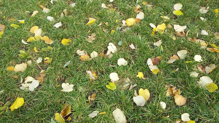 Plant and Grass