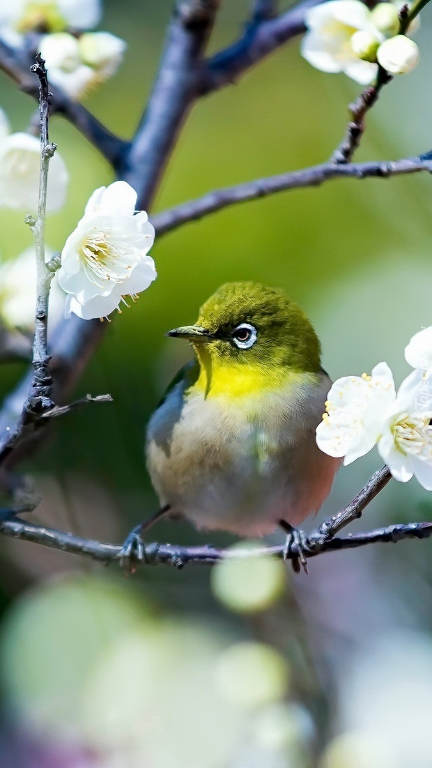 natura