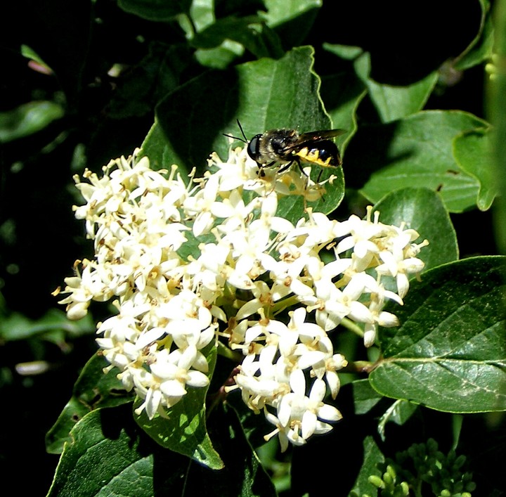 Bee on blooms
