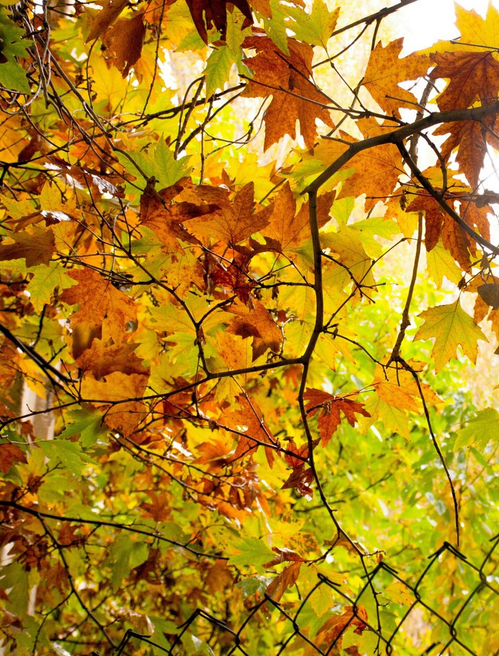 leaves story...