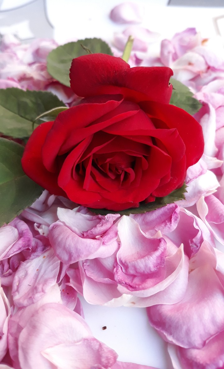 red rose