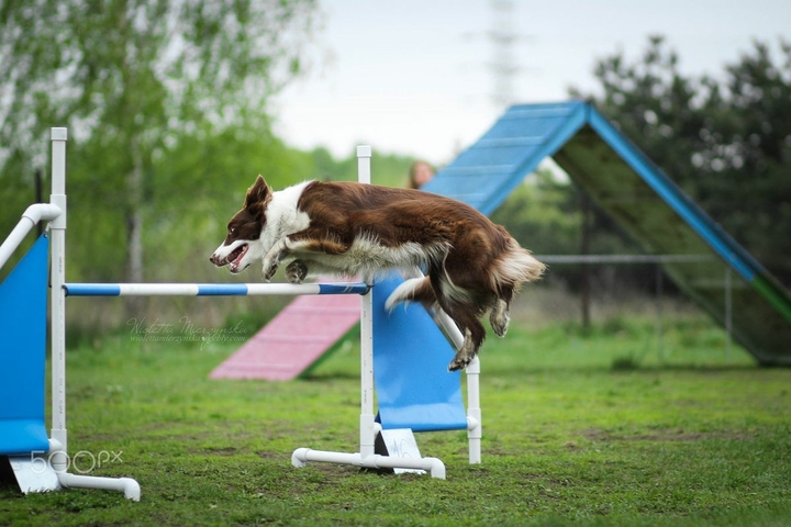 The Border Collie Because There Is No Better Dog