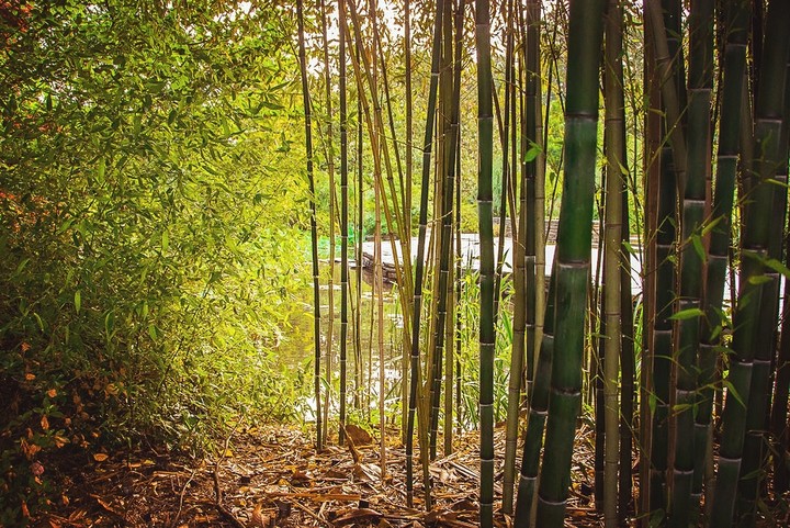bamboo place