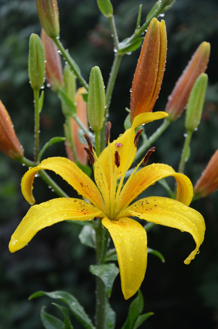 Nature. Rain.  Flower.