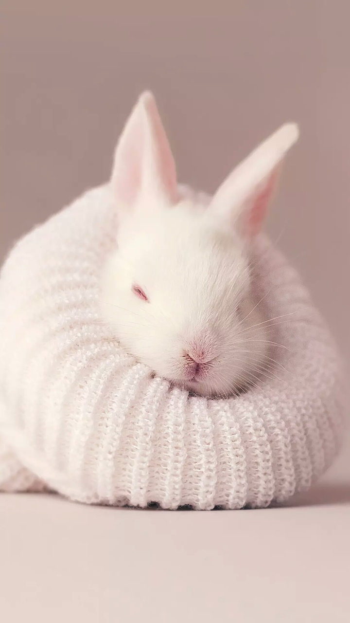 white n cutieee rabbit