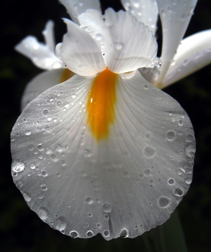 iris
