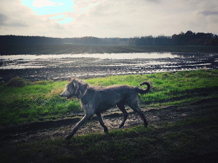 zu viel Regen