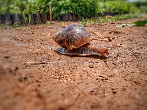 landscapes, molluscs wallpapers
