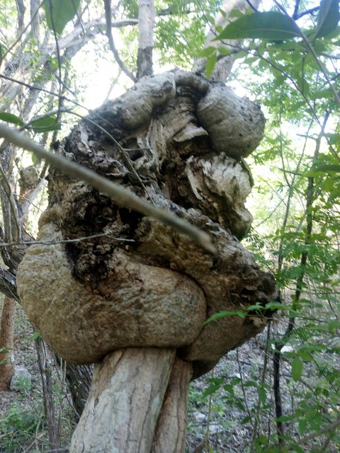 naturaleza