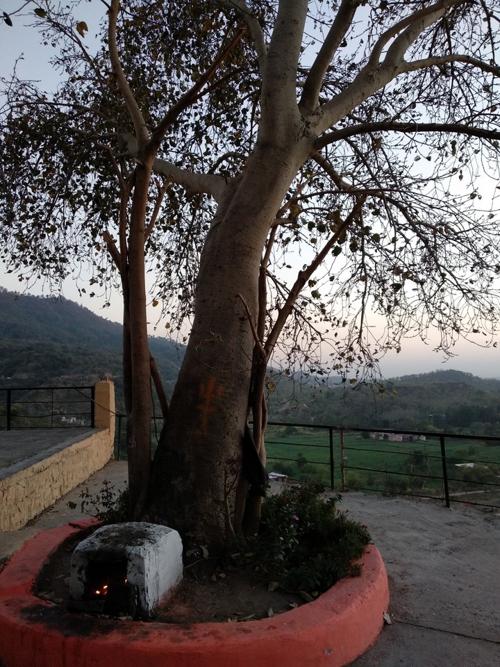 Temple tree