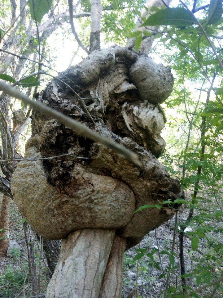 naturaleza