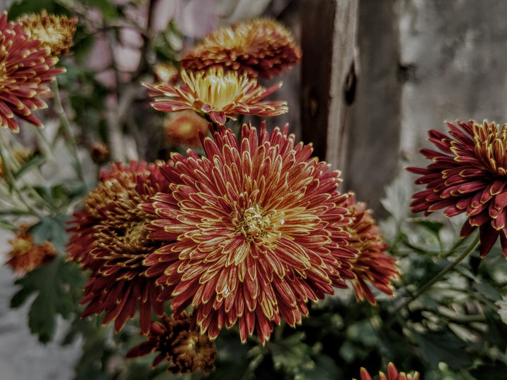 bloom