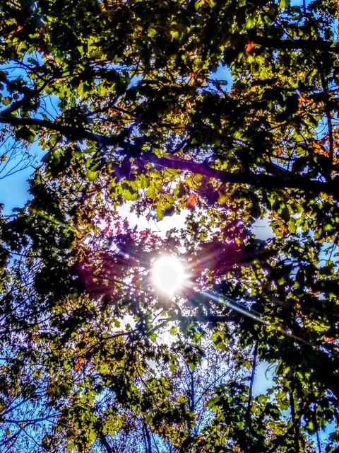 Sunlight through trees in Autumn