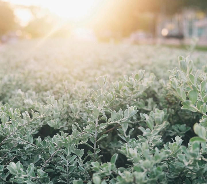 plants