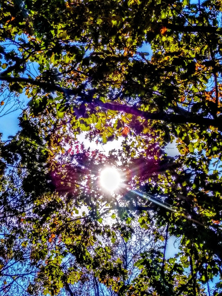 Sunlight through trees in Autumn