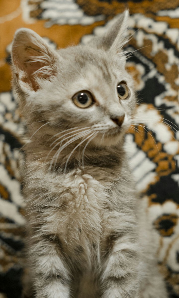Cat love