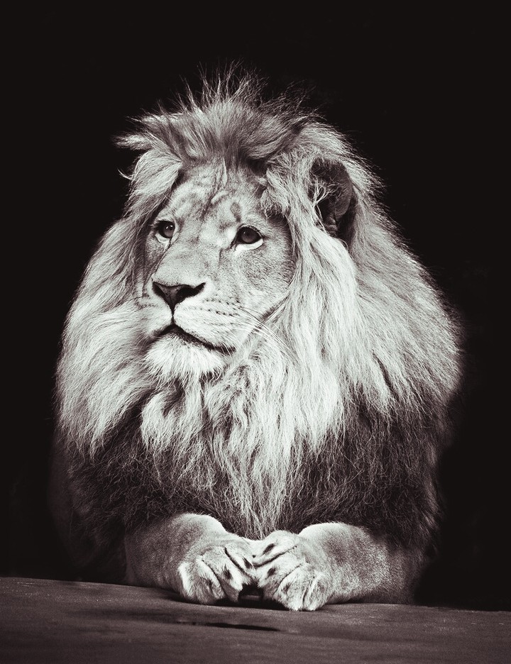 the king