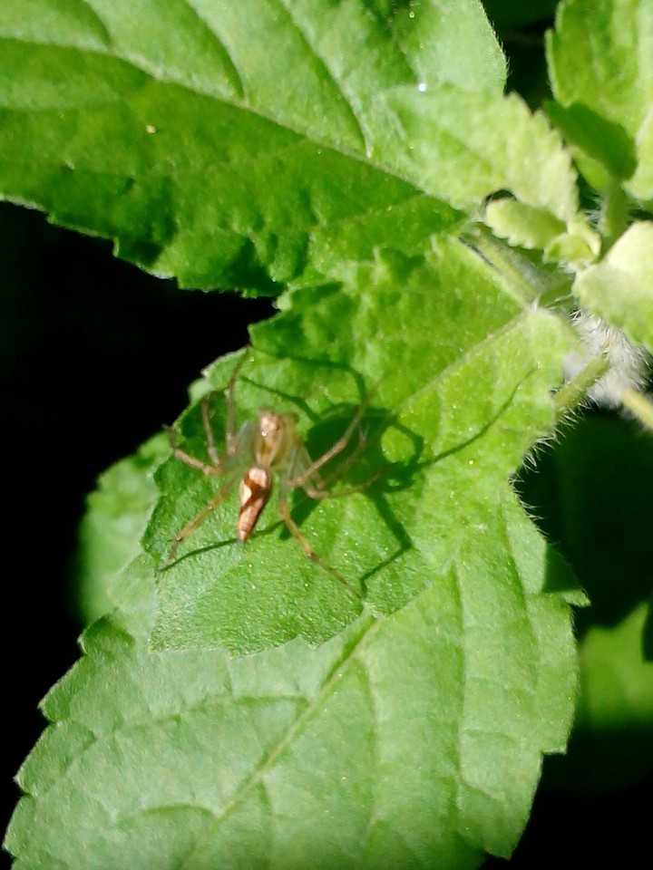 spider