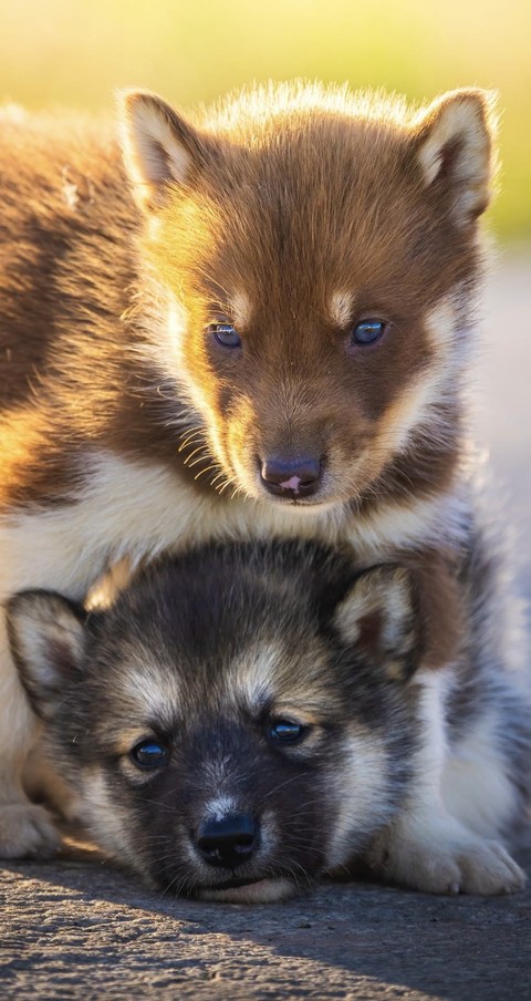 sfondi snout, fur