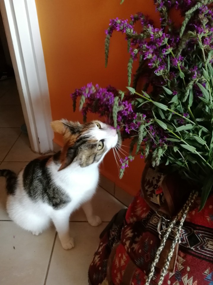 My lovely cat and the flowers