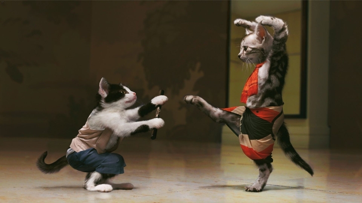 cat