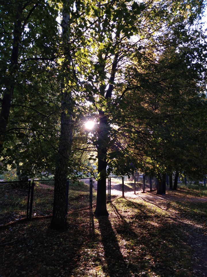 morning forest?