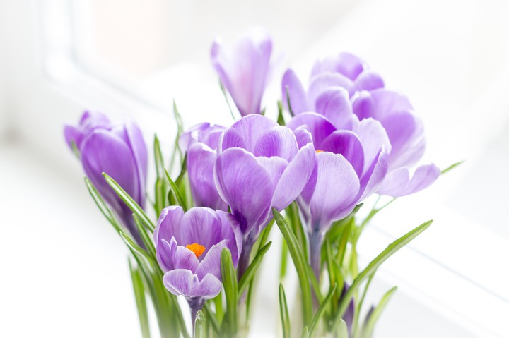 Crocus