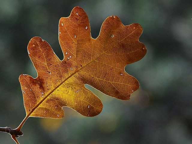 autumn