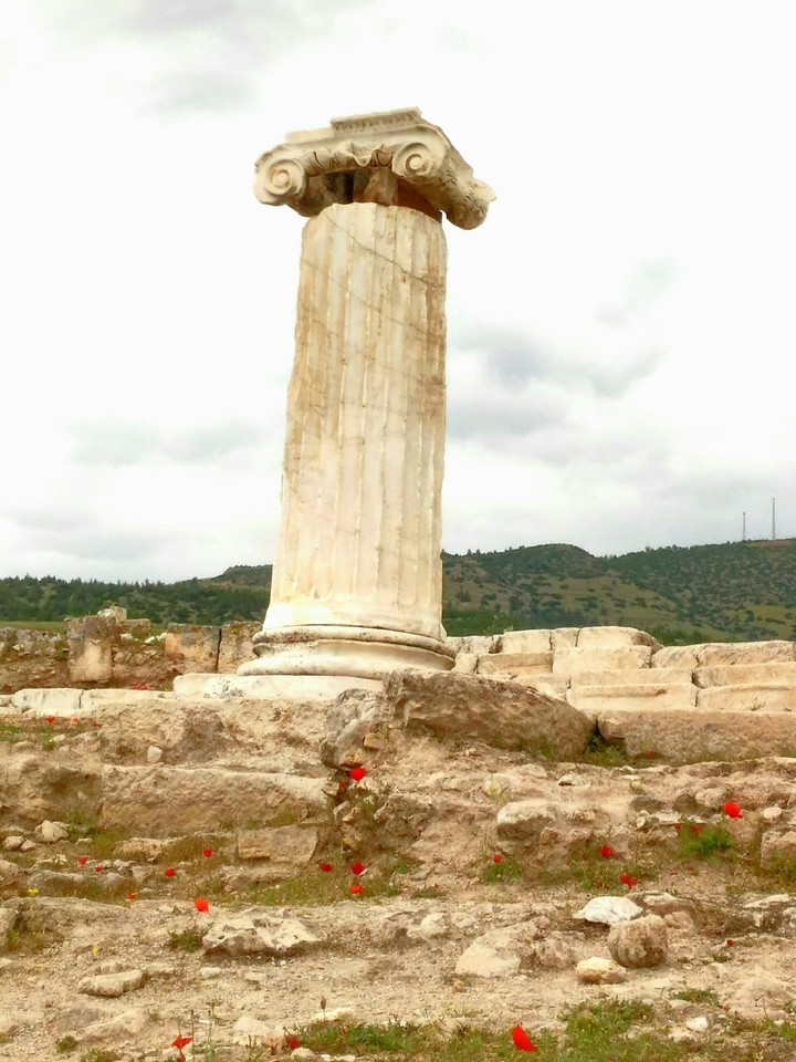turkey