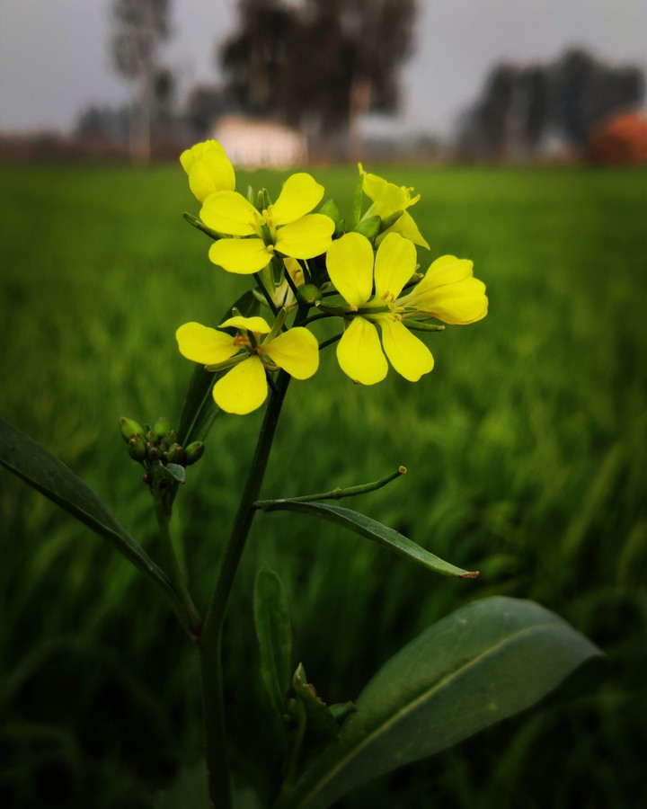 flower
