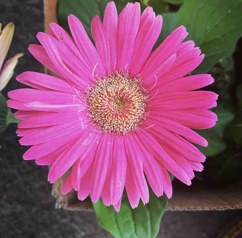flower