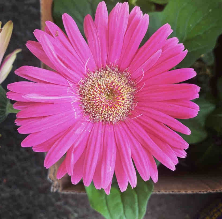 flower
