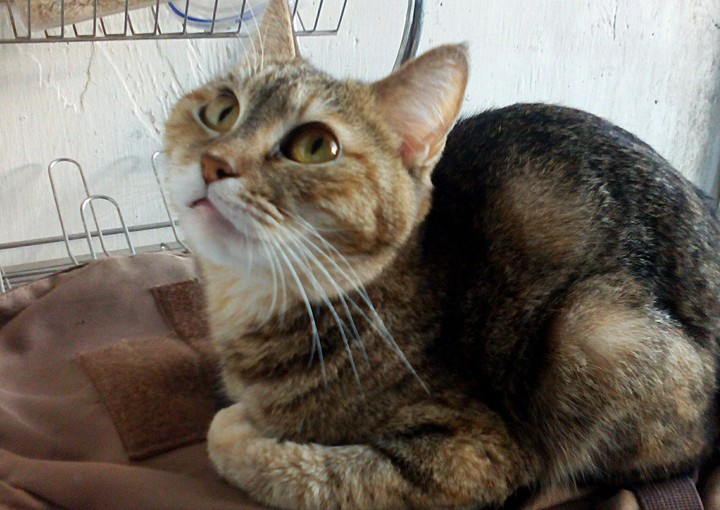My Nyusha