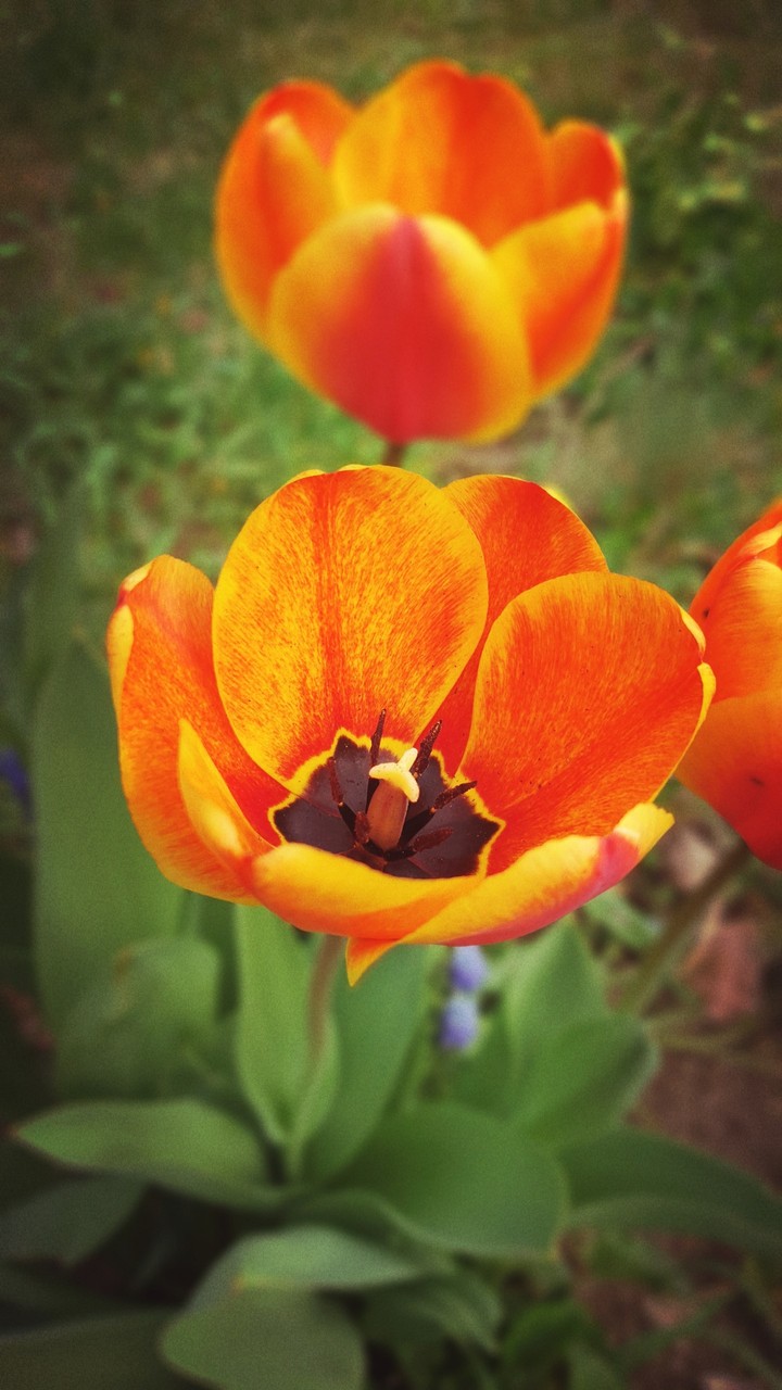 Tulipán