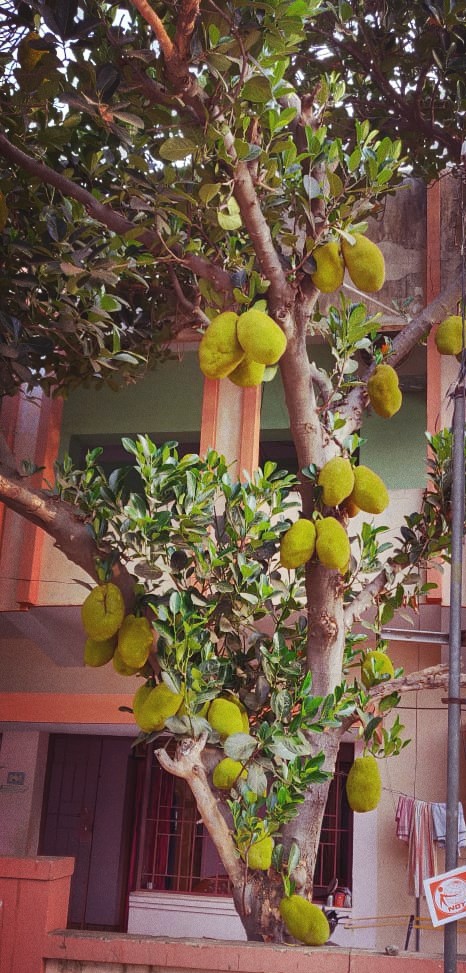 Fruit