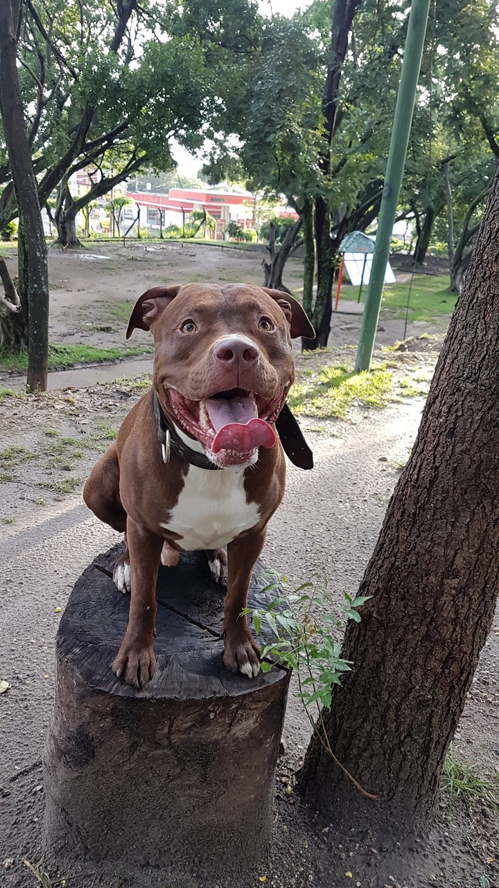 despues de jugar  jadeo