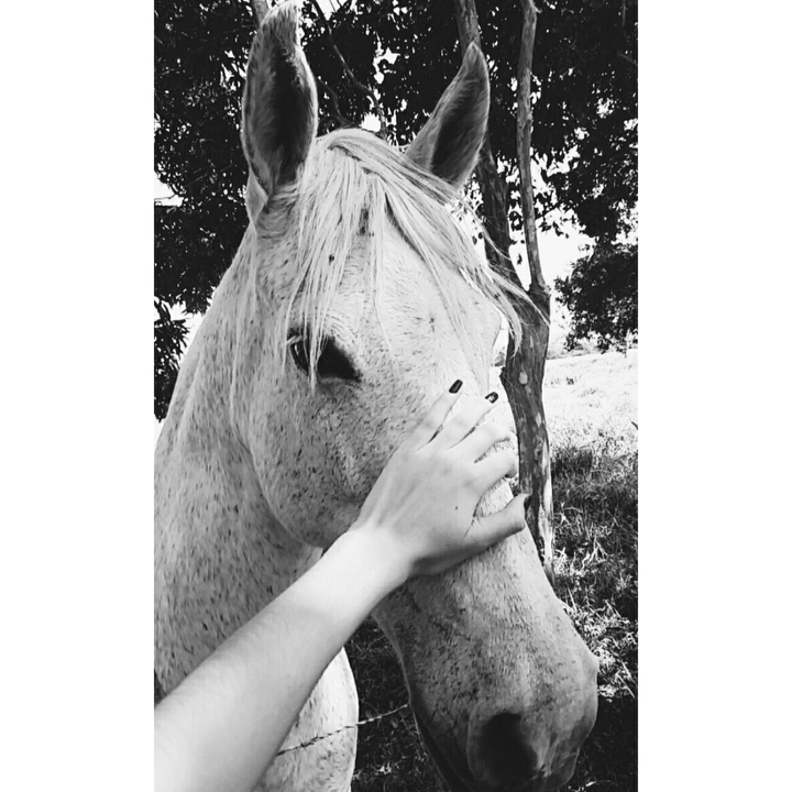 horse